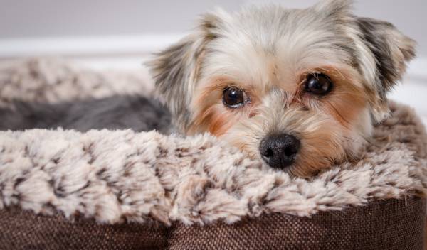 Les 7 meilleurs types de couchages pour chien