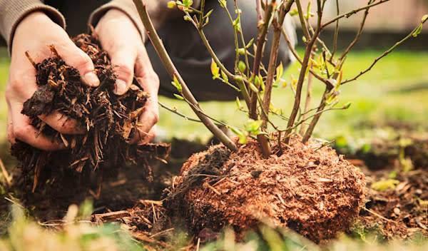 comment-planter-arbuste