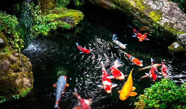 Poissons pour bassin de jardin