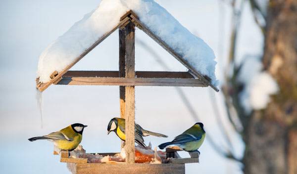 Comment donner un abri aux oiseaux en hiver ? - © Linas T - stock.adode.com
