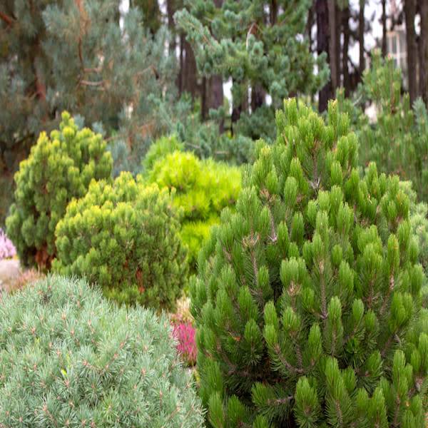 Pins (Pinus) et autres conifères nains