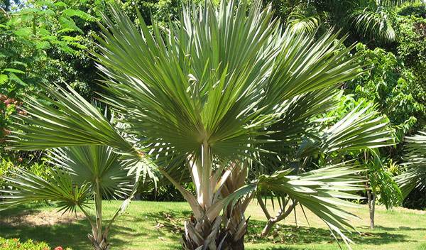 Comment planter et entretenir un palmier chez vous ?