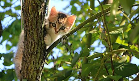 le-lait-est-il-bon-pour-les-chats