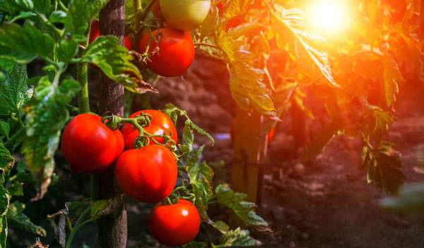 Protéger les tomates du soleil