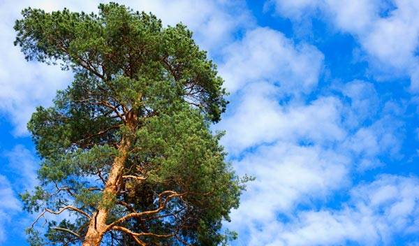 Pin : variétés d'arbres, plantation et entretien