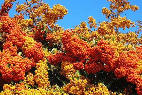 Buisson ardent ou pyracantha