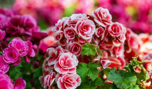 Bégonias