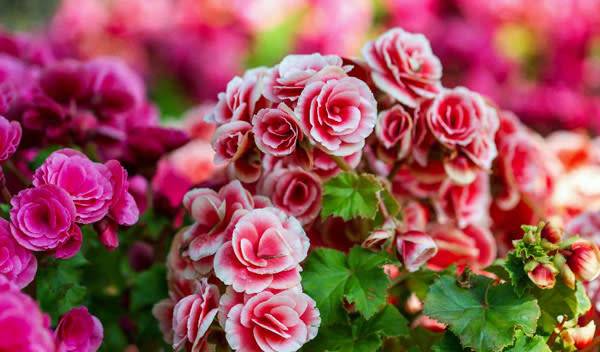 Bégonias
