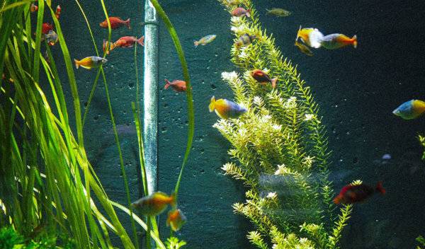 nettoyer filtre aquarium 1 thumbnail