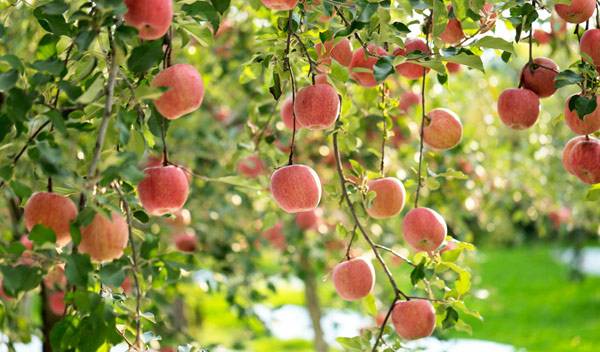 Arbres fruitiers : les pommiers (Malus)