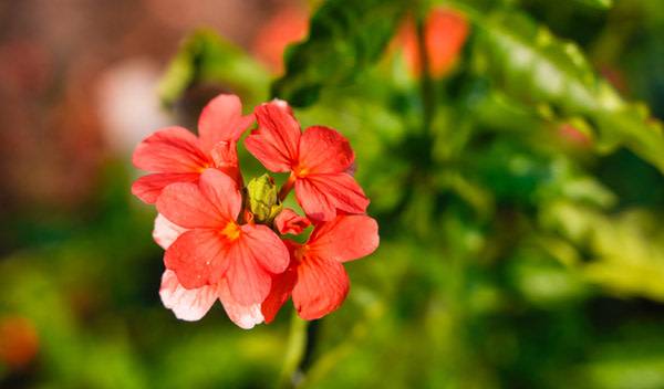 Crossandra : entretien, exposition, remptage