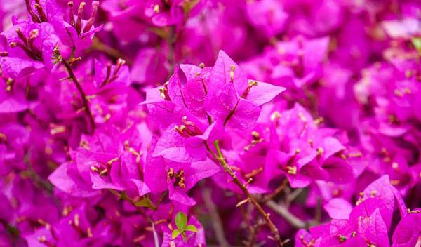 Bougainvillier ou bougainvillée