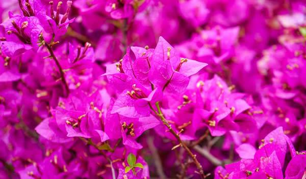 Bougainvillier ou bougainvillée