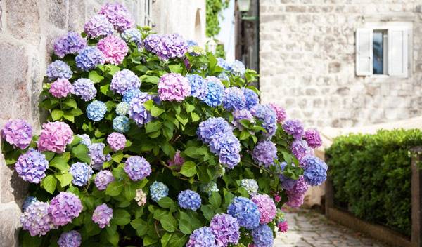 Hortensia, Hydrangea