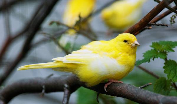 prendre-soin-canari