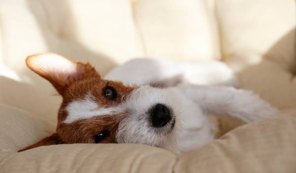 6 accessoires pour assurer le confort de son chien au quotidien