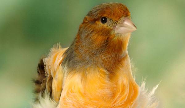 Le canari frisé du Nord
