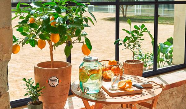 Arbres fruitiers pour balcon : les agrumes
