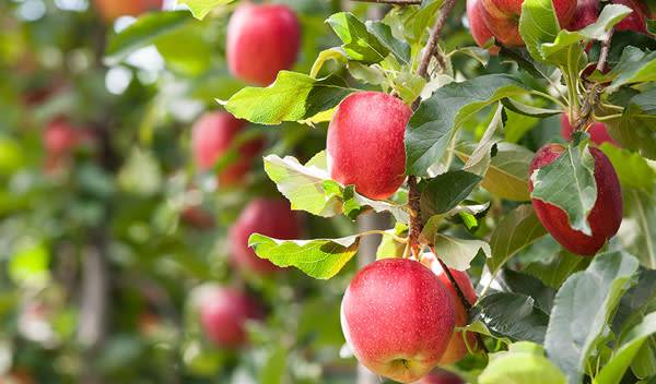 Pommier