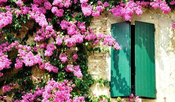 Plantes grimpantes pour habiller un mur