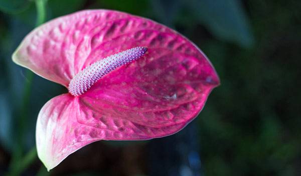 Anthurium