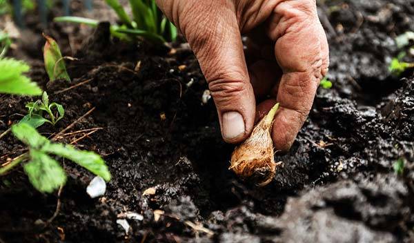 Que planter en automne ?