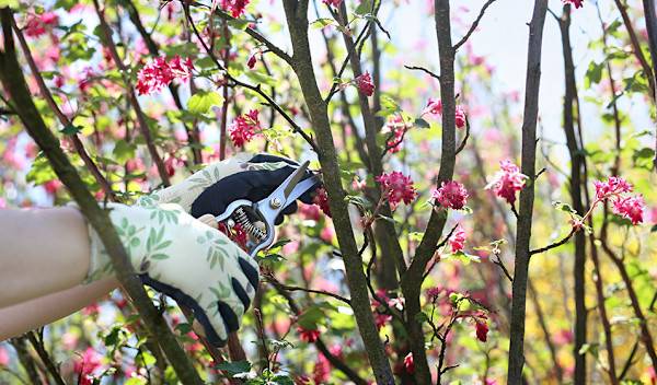 # Tailler les arbustes à floraison estivale ou automnale