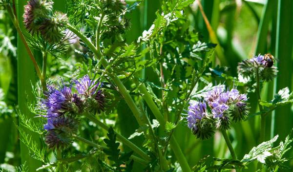 Pourquoi et comment semer des engrais verts ?