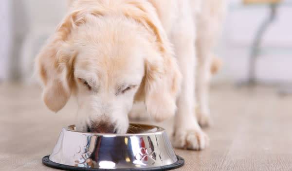 guide-meilleures-croquettes-chien
