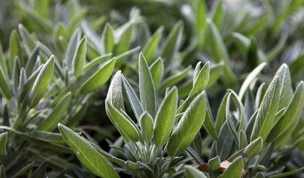 Sauge aromatique