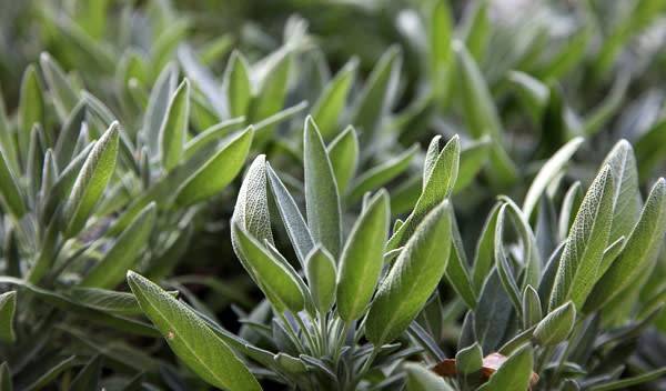 Sauge aromatique