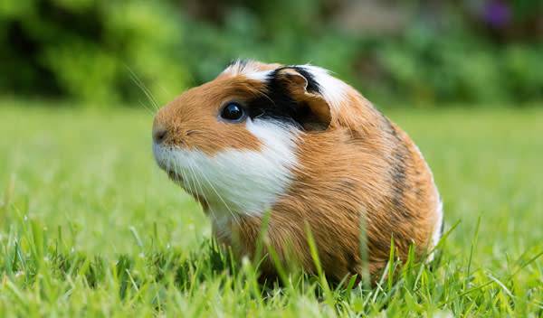 Cochon d'Inde