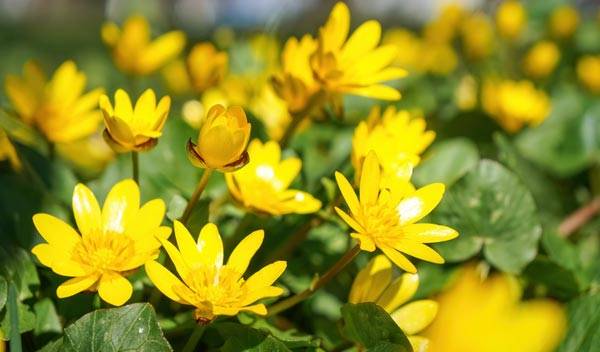 10 fleurs jaunes pour ensoleiller le printemps