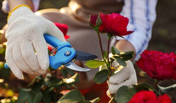 Tailler les rosiers