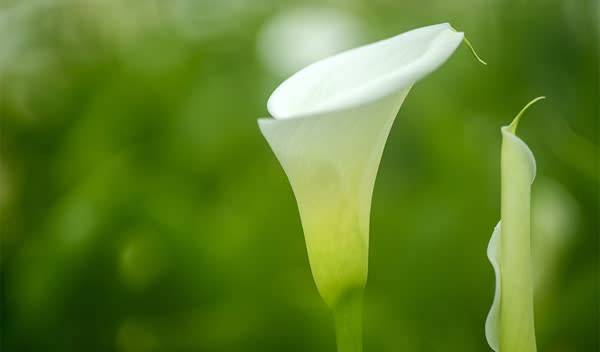 Arum (Zantedeschia)