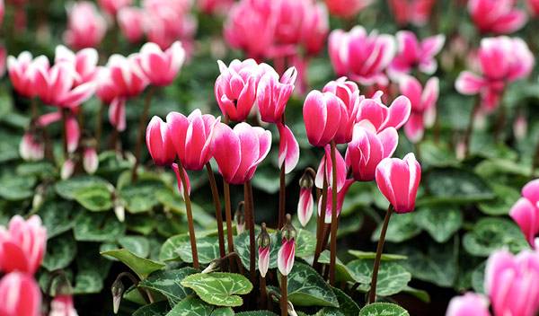 Cyclamen