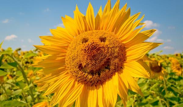 Tournesol : plantation, culture et entretien