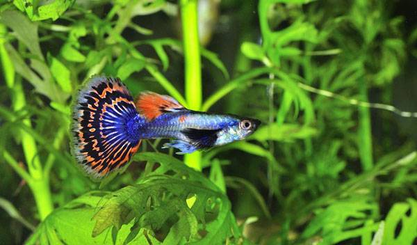 Comment chauffer un aquarium ?