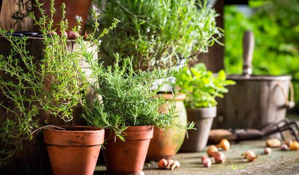 Plantes aromatiques en pot
