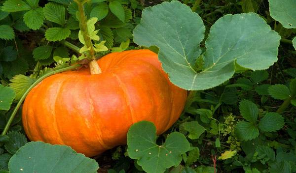 Dessous De Plat En Verre Le Jardin D'Ulysse - Motif Citrouilles, 21,5 Cm, Comme Neuf
