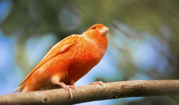 Canari