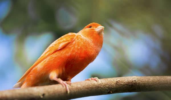 Canari