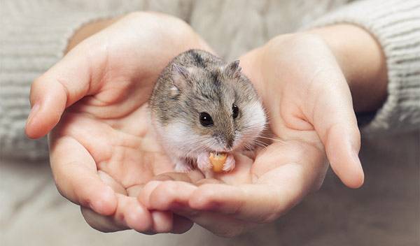 Hamster russe