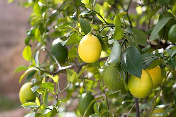 Citronnier