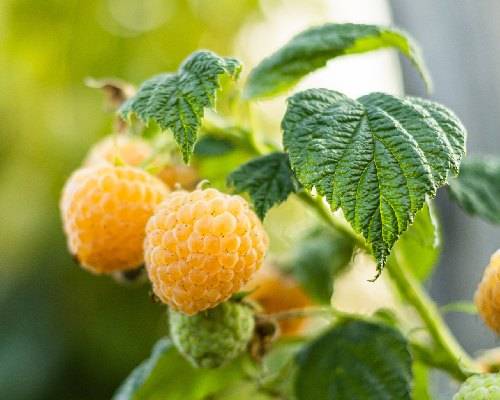 Petit fruit original, framboisier jaune