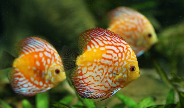 discus 1 thumbnail