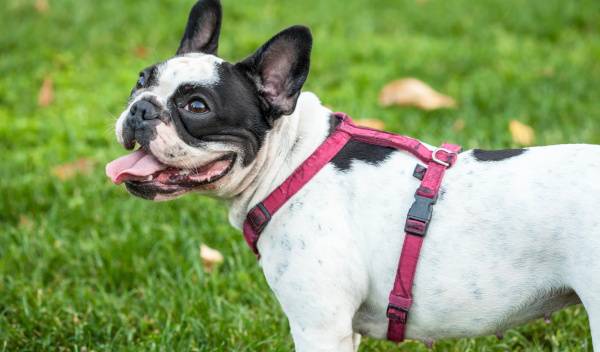 Comment bien choisir le harnais pour son chien