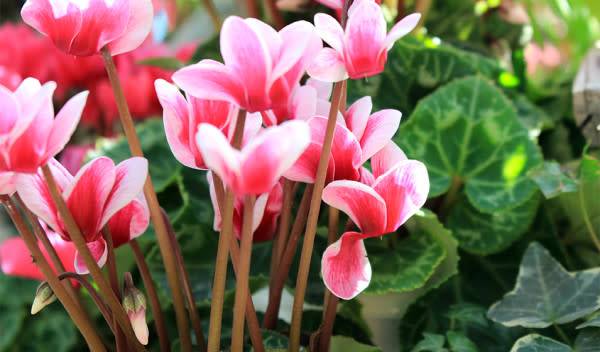 # Comment cultiver le cyclamen ?