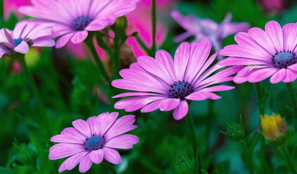 L'Osteospermum doit à ses origines sud-africaines et à son allure le beau surnom de marguerite du Cap - © Nicky - pixabay.com