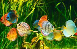 4poissons